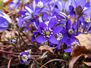 Macro of spring wildflowers the Common hepatica (Anemone hepatica or Hepatica nobilis) growing in garden. Violet flower with white center