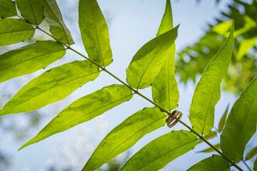green leaves background