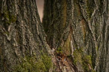 rings on the tree