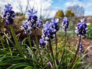 Obraz premium Close-up shot of Muscari vuralii. The flowers are narrow, bell-shaped and two-tone. The flower tube is sky blue, the lobes are pure white, bent back, they each have a dark stripe in the middle