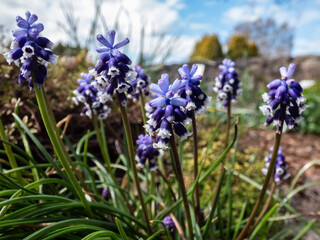 Close-up shot of Muscari vuralii. The flowers are narrow, bell-shaped and two-tone. The flower tube is sky blue, the lobes are pure white, bent back, they each have a dark stripe in the middle