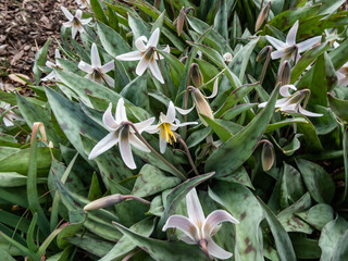 Close-up shot of the white fawnlily, white trout lily, adder's tongue or yellow snowdrop (Erythronium albidum) with white, lily-like flower with six white tepals and yellow stamens