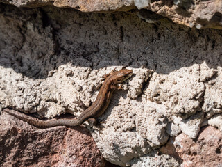 Young Viviparous lizard or common lizard (Zootoca vivipara) sunbathing in the brigth sun on the vertical rock wall in the garden in spring
