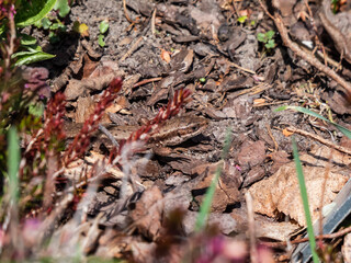 Detailed close-up of the Viviparous lizard or common lizard (Zootoca vivipara) on the ground near garden vegetation