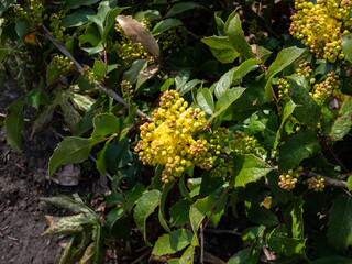 The evergreen shrub Oregon grape or holly-leaved barberry (Mahonia aquifolium) flowering with dense clusters of yellow flowers in early spring