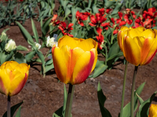 Close-up shot of the beautiful and one of the largest Tulip Darwin hybrid 'Oxford Wonder' that bears beautiful, bright red-orange with paler margins flowers. Tulips growing in garden