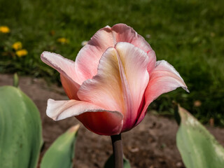 Tulip Salmon Impression with pale pink gently flushed with apricot- pink flowers. The flowers are large and goblet shaped held on tall strong stems. The inner petals are deep salmon with bluish base