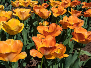 Fototapeta premium Award-winning, early-blooming Darwin Hybrid Tulip 'Daydream' is captivating beauty with sunny yellow blossoms aging to luminous, apricot to orange as they mature