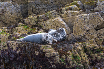 Common seal near Isle of Mull Inner Hebrides Scotland UK