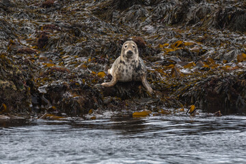 Common seal near Isle of Mull Inner Hebrides Scotland UK