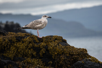 Young Seagull waiting for his mother Inner Hebrides Isle of Staffa Scotland UK
