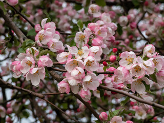 White and pink buds and blossoms of apple tree flowering in an orchard after rain in spring. Branches full with flowers with open and closed petals. Seasonal and floral scenery