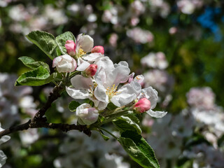 White and pink buds and blossoms of apple tree flowering in on orchard in spring. Branches full with flowers with open petals. Seasonal and floral spring scenery