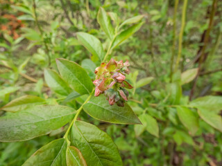 Macro shot of flower buds of cultivated blueberries or highbush blueberries growing on branches of blueberry bush surrounded with green leaves in the garden in sunlight