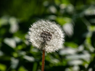 Macro shot of single dandelion flower head with seeds and pappus in the meadow with green bokeh...