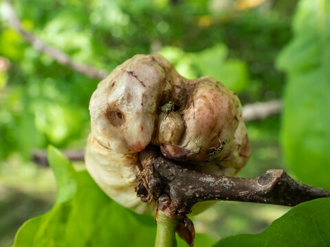 Young gall of gall wasp (Biorhiza pallida) on English oak (Quercus robur) formed after the wasp lays eggs inside with tiny gall wasp crawling on formation. Tiny developed insects