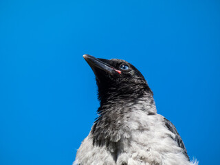 Close-up shot of the juvenile hooded crow (Corvus cornix) with dark plumage and with blue and grey eyes sitting on a branch of a tree in bright sunlight with blue sky in background
