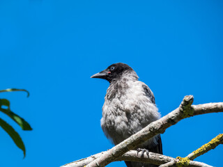 Close-up shot of the juvenile hooded crow (Corvus cornix) with dark plumage and with blue and grey eyes sitting on a branch of a tree in bright sunlight with blue sky in background
