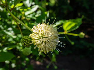 Flowering plant buttonbush, button-willow or honey-bells (Cephalanthus occidentalis) blooming in summer. Macro shot of white flower arranged in spherical inflorescence