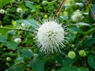 Flowering plant buttonbush, button-willow or honey-bells (Cephalanthus occidentalis) blooming in summer. Macro shot of white flower arranged in spherical inflorescence