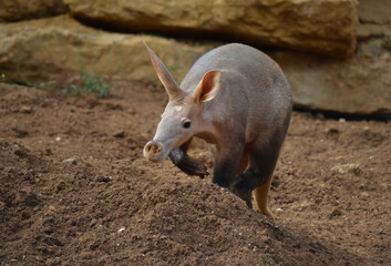 Oryct&eacute;rope du cap