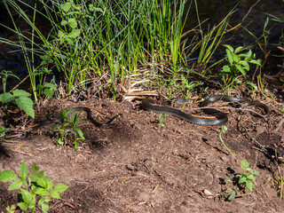 View of a group of black and brown grass snakes (Natrix natrix) of different sizes staying in the sun next to water. The eurasian non-venomous snake showing the distinctive collar
