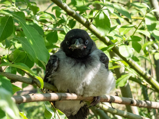 Close-up shot of the juvenile hooded crow (Corvus cornix) with dark plumage with blue and grey eyes sitting on a branch in a tree among green leaves with backlight