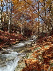 rivière en automne