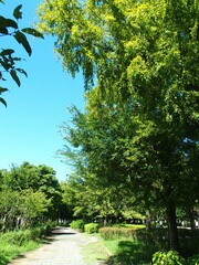 猛暑日の朝の誰もいない住宅地の公園風景