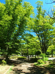 猛暑日の朝の誰もいない住宅地の公園風景