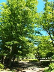 Fototapeta premium 猛暑日の朝の誰もいない住宅地の公園風景