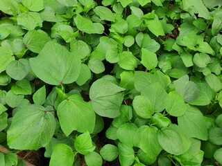 Abelmoschus esculentus is a biennial plant with coarse hairy leaves. and the results can be used as herbs Because it has medicinal properties that help treat stomach diseases.