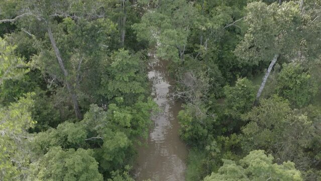 4k Aerial shot for amazon river and the rain forest. shot on MAVIC 2 PRO hasselblad rendered prores 422HQ D-log