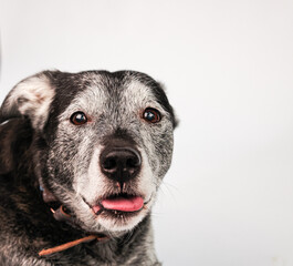 lustiges Hundeportrait, Hund streckt Zunge heraus