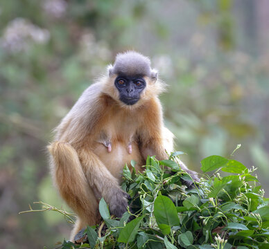 Portrait of a wild capped langur (female).this photo was taken from bangladesh.
