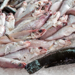 étal au marché de poissons