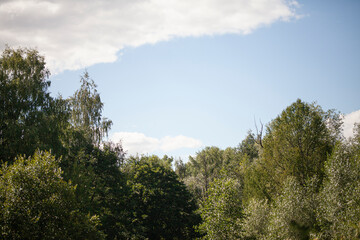 trees with a large green crown against a blue sky