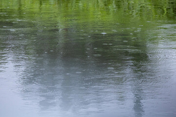 水面にたくさんの雨の波紋