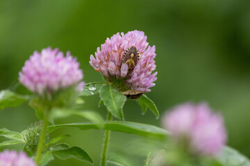 雨に濡れたアカツメクサ