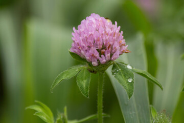 雨に濡れたアカツメクサ