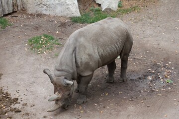 Obraz premium Nashorn von schräg oben