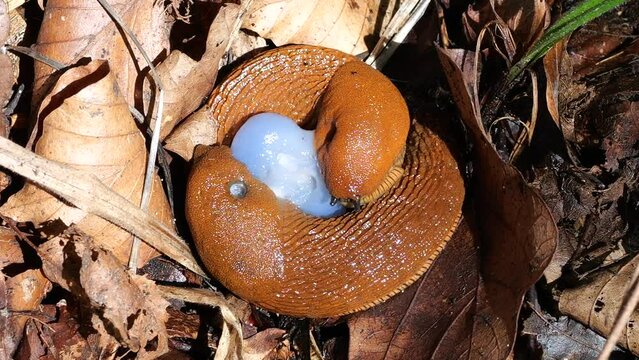 Red slug or Arion rufus in the summer forest. The process of reproduction. Shooting macro.
