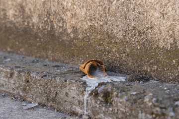 a melted horn thrown to the ground with a white ice cream on concrete in a resort town. The man dropped ice cream on the floor. Meal.