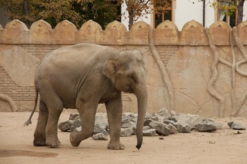 Elefant vor orientalischer Mauer läuft seitenansicht 5