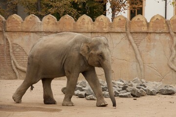 Elefant vor orientalischer Mauer läuft seitenansicht 3