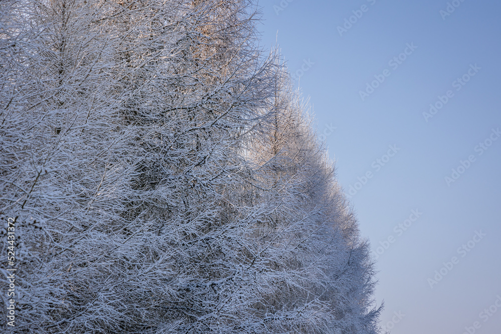 Sticker Trees covered with frost in Rogow village, Lodz Province of Poland