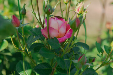 Biało różowy kwiat róży w ogrodzie, wśród pąków i zielonych liści.