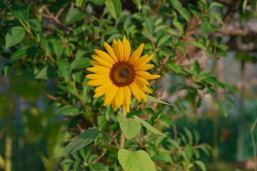 Słoneczny dzień w ogrodzie. Słońce oświetla dorodny kwiat słonecznika. Wśród kwiatów...