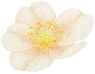 White rose flowers watercolor illustration