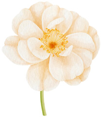 White rose flowers watercolor illustration